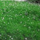 Sagina (Irish Moss) subulata Crispy PL 2,000 seeds Sagina (Irish Moss) subulata Crispy PL 2,000 seeds