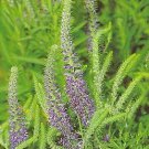 Veronica spicata blue 10,000 seeds Veronica spicata blue 10,000 seeds