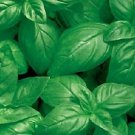 Basil Italiano Classico 2,000 seeds