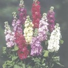 Stock Ten Week Dwarf Mix 2,000 seeds Stock Ten Week Dwarf Mix 2,000 seeds