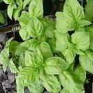 Basil Sweet-Pro Italian 2,000 seeds Basil Sweet-Pro Italian 2,000 seeds