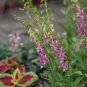 Digitalis thapsi Spanish Peaks 2,000 seeds