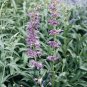 Penstemon strictus 2,000 seeds