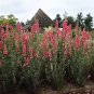 Delphinium QIS Rose 2,000 seeds