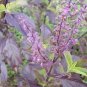 Basil Sacred 2,000 seeds