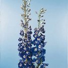 Delphinium Pacific Giant King Arthur 1,000 seeds Delphinium Pacific Giant King Arthur 1,000 seeds