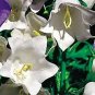 Campanula carpatica Clips White 1,000 seeds