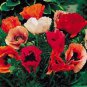 Papaver orientalis Oriental Choice Mix 5,000 seeds