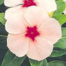Vinca Pacifica XP Apricot 1,000 seeds Vinca Pacifica XP Apricot 1,000 seeds