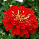 Zinnia Gigantica Deep Red 2,000 seeds Zinnia Gigantica Deep Red 2,000 seeds