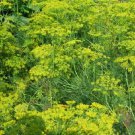 Dill Vierling Anethum graveolens 2,000 seeds Dill Vierling Anethum graveolens 2,000 seeds