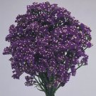 Statice Fortress Dark Blue 1,000 seeds Statice Fortress Dark Blue 1,000 seeds