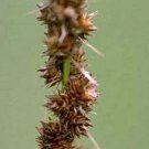 Carex vulpinoidea 1,000 seeds