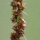 Carex vulpinoidea 1,000 seeds
