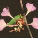Clarkia Mountain Garland 5,000 seeds Clarkia Mountain Garland 5,000 seeds