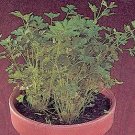 Parsley Crispum Dark Leaf Petroselinum 10,000 seeds Parsley Crispum Dark Leaf Petroselinum 10,000 seeds