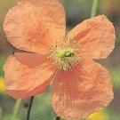 Papaver rupifragum Tangerine Gem 1,000 seeds