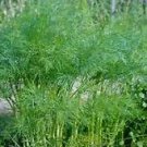 Dill Superdukat Anethum graveolens 10,000 seeds Dill Superdukat Anethum graveolens 10,000 seeds