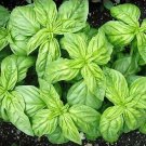 Basil Dolly 2,000 seeds