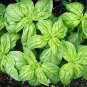 Basil Dolly 2,000 seeds