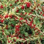 Chenopodium Strawberry Spinach 2,000 seeds