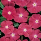 Vinca Pacifica XP Really Red 1,000 seeds Vinca Pacifica XP Really Red 1,000 seeds