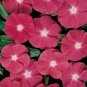 Vinca Pacifica XP Really Red 1,000 seeds