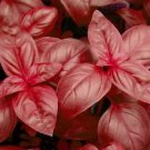 Basil Red Freddy Venovese 1,000 seeds