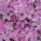 Campanula lactiflora Dwarf Pink 1,000 seeds