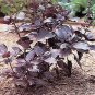Basil Red Rubin 2,000 seeds