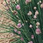 Chives Staro 2,000 seeds