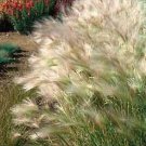 Hordeum Green Cat Grass 1,000 seeds Hordeum Green Cat Grass 1,000 seeds