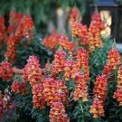 Snapdragon Orange Wonder 1,000 seeds Snapdragon Orange Wonder 1,000 seeds