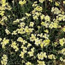 Achillea tomentosa King Edward 1,000 seeds Achillea tomentosa King Edward 1,000 seeds