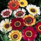 Chrysanthemum Rainbow Mix 2,000 seeds