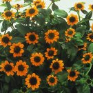 Sanvitalia Mandarin Orange 1,000 seeds Sanvitalia Mandarin Orange 1,000 seeds