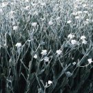 Lychnis coronaria Alba 2,000 seeds