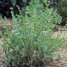 Basil Lettuce Leaf 2,000 seeds Basil Lettuce Leaf 2,000 seeds