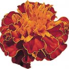 Marigold Hero Super Harmony 1,000 seeds Marigold Hero Super Harmony 1,000 seeds
