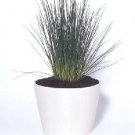 Juncus inflexus Blue Arrows 2,000 seeds Juncus inflexus Blue Arrows 2,000 seeds