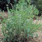 Basil Lettuce Leaf 2,000 seeds Basil Lettuce Leaf 2,000 seeds