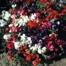 Sweet Pea Knee High Mix 1,000 seeds Sweet Pea Knee High Mix 1,000 seeds