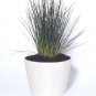 Juncus inflexus Blue Arrows 2,000 seeds