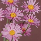 Aster alpinus Beauty Rose 1,000 seeds Aster alpinus Beauty Rose 1,000 seeds