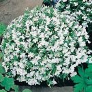 Lobelia White Lady 10,000 seeds Lobelia White Lady 10,000 seeds