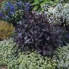 Basil Licorice 2,000 seeds Basil Licorice 2,000 seeds