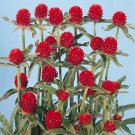 Gomphrena haageana Qis Red 1,000 seeds Gomphrena haageana Qis Red 1,000 seeds