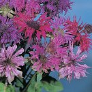 Monarda didyma Panorama Mix 1,000 seeds Monarda didyma Panorama Mix 1,000 seeds