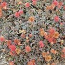 Acaena microphylla 1,000 seeds