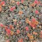 Acaena microphylla 1,000 seeds